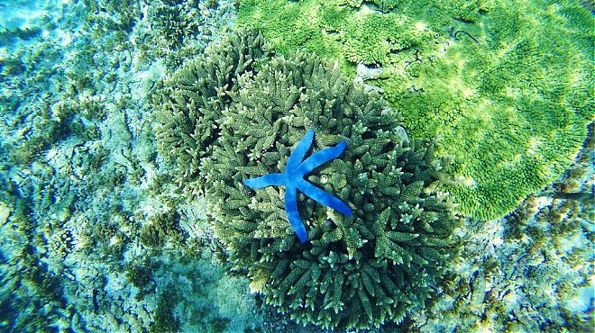 澎湖東吉嶼獨木舟+浮潛體驗｜薰衣草森林珊瑚礁