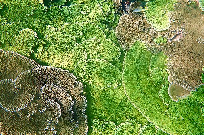 澎湖東吉嶼獨木舟+浮潛體驗｜薰衣草森林珊瑚礁