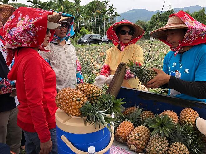 台東鹿野果樂園食農體驗｜採新鮮水果X自製果醬