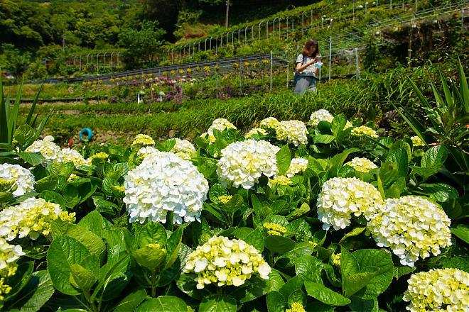 陽明山竹子湖繡球花季｜百年山谷梯田賞花之旅