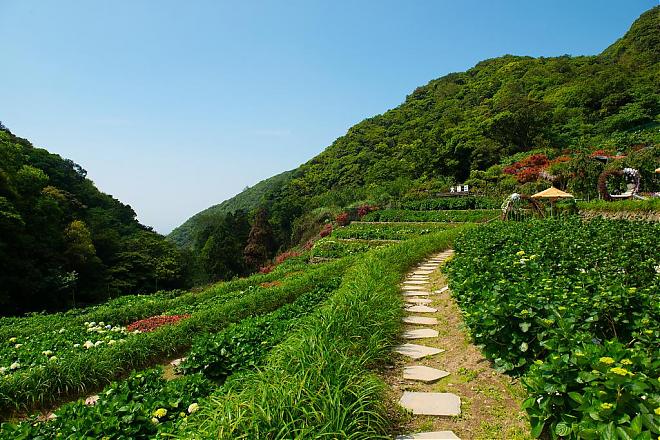 陽明山竹子湖繡球花季｜百年山谷梯田賞花之旅