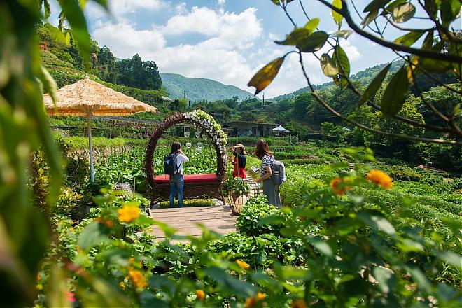 陽明山竹子湖繡球花季｜百年山谷梯田賞花之旅