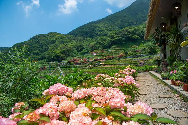 陽明山竹子湖繡球花季｜百年山谷梯田賞花之旅