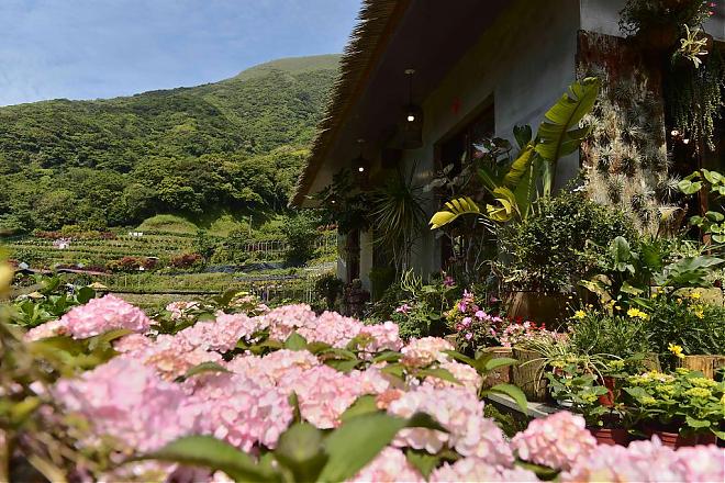 陽明山竹子湖繡球花季｜百年山谷梯田賞花之旅
