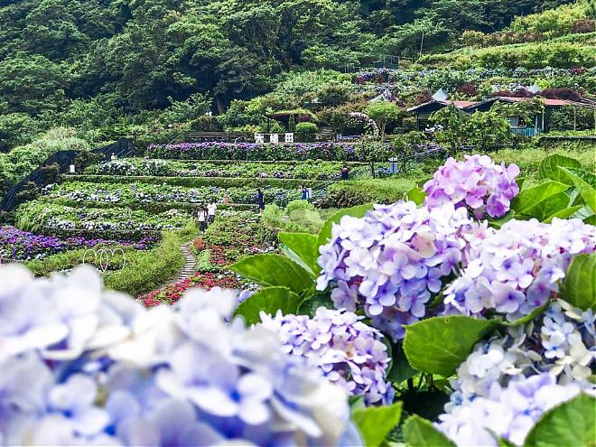 陽明山竹子湖繡球花季｜百年山谷梯田賞花之旅