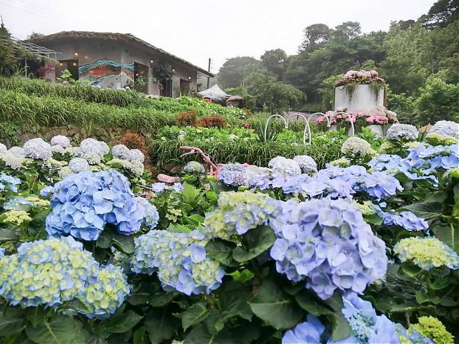 陽明山竹子湖繡球花季｜百年山谷梯田賞花之旅