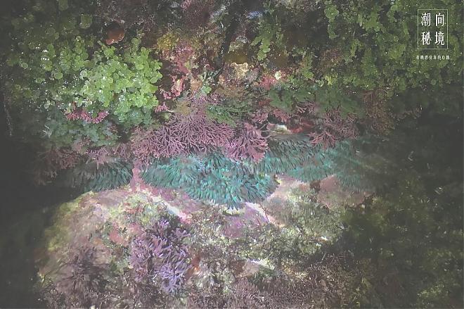 潮向秘境｜夜訪基隆和平島潮間帶X在地精釀啤酒