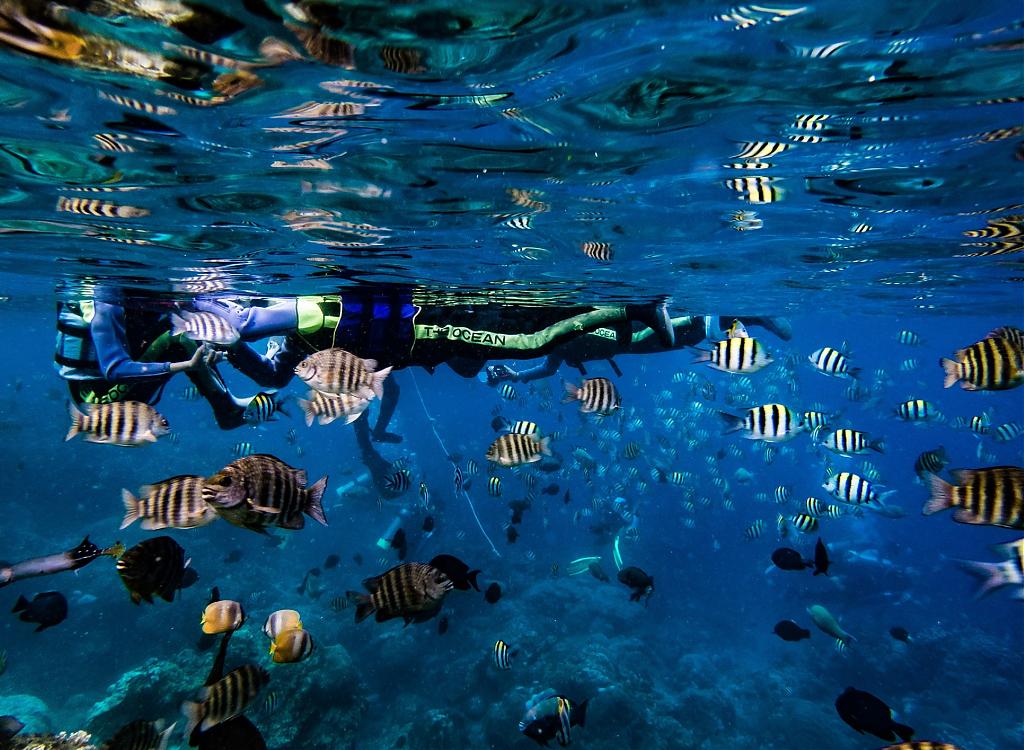 台東綠島友善浮潛體驗，不餵食才是愛海洋