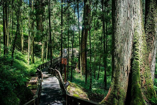 嘉義｜鐵道迷專屬：阿里山林業鐵路文化體驗2日遊