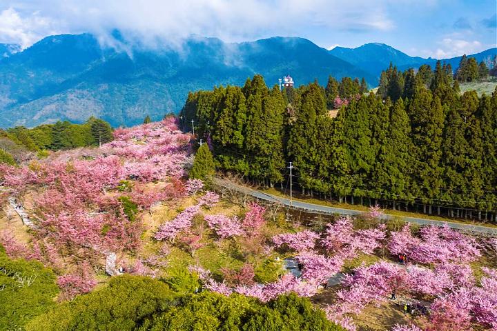 福壽山千櫻園賞櫻包車一日遊｜九人座專車＆司導服務