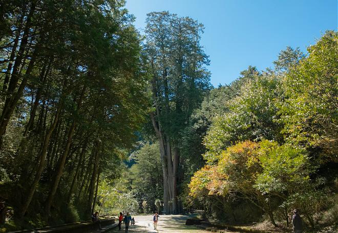 台中｜峭壁攀岩鳶嘴山×大雪山國家森林遊樂區｜2日遊
