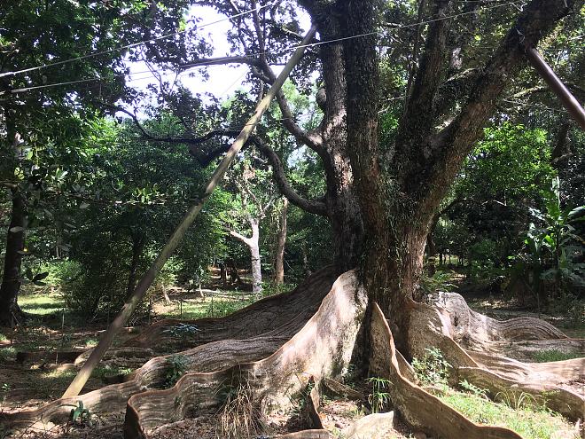 屏東｜季節限定：墾丁追鵟鷹恆春人文生態旅遊｜2日遊