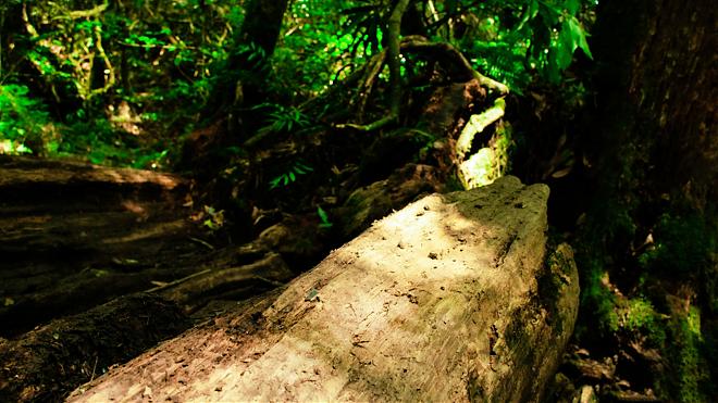 桃園塔曼山．魔幻森林一日行｜攻頂新北第一高峰