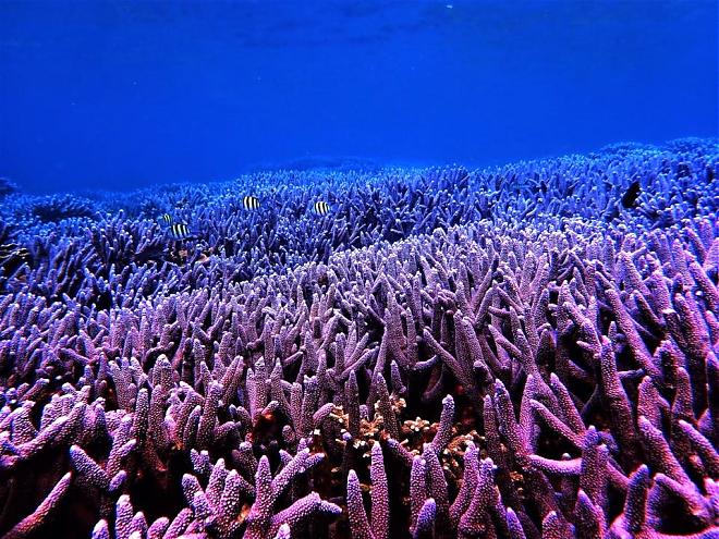 澎湖薰衣草森林浮潛＆南方四島一日｜巡航藍洞、登島東吉嶼