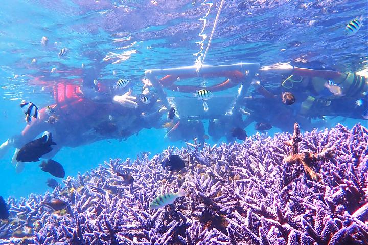 澎湖薰衣草森林浮潛＆南方四島一日｜巡航藍洞、登島東吉嶼