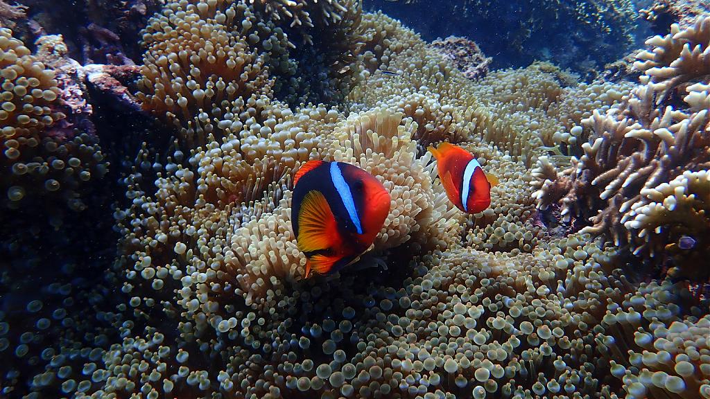 墾丁恆春浮潛體驗，一探海底珊瑚礁之美！