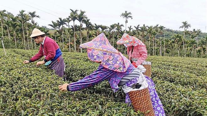 台東初鹿休區採茶、美味茶料理，輕鬆半日遊｜兩人成行