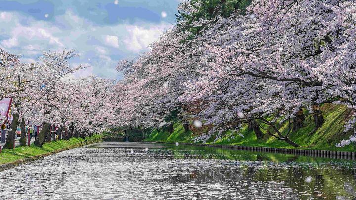 青森包車一日遊｜奧入瀨溪、弘前城、十和田湖｜行程自由選