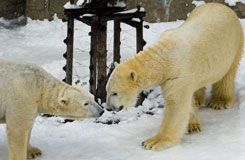 2026北海道旭山動物園x日落流冰破冰船一日遊 |札幌出發