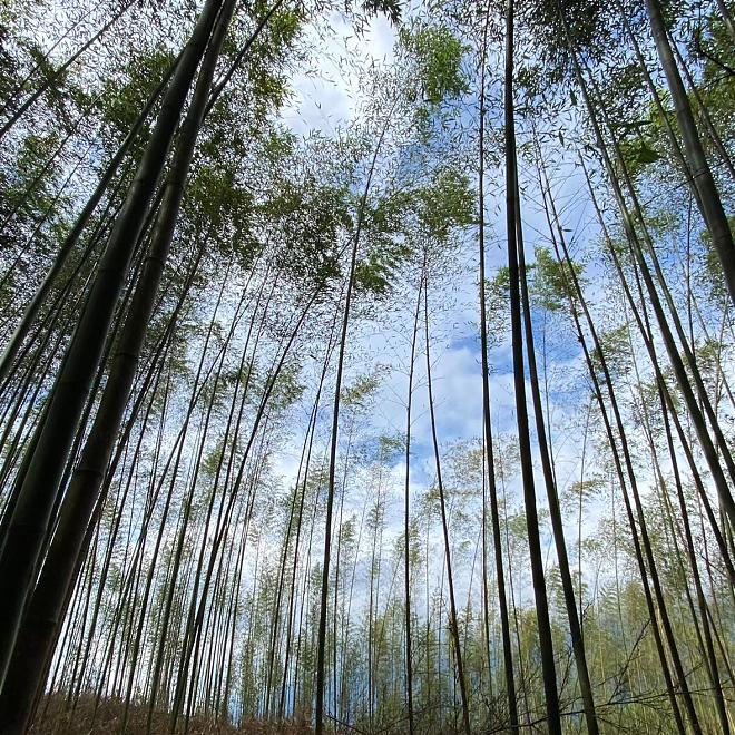 郡大山百岳＆獵人古道望美山二日登山團 ｜全程輕裝往返
