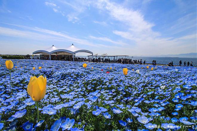 大阪舞洲粉蝶花祭入門票x交通接駁船(單程)