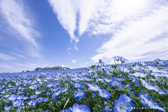 大阪舞洲粉蝶花祭入門票x交通接駁船(單程)