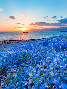 大阪舞洲粉蝶花祭入門票x交通接駁船(單程)
