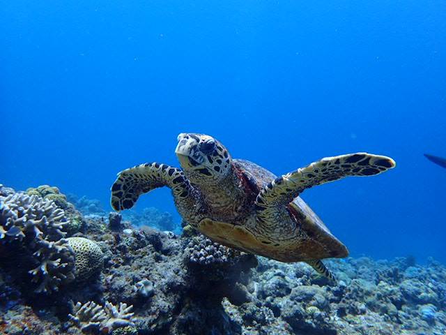 沖繩離島慶良間群島(Kerama)三定點 FUN潛水體驗(全程中文對應)