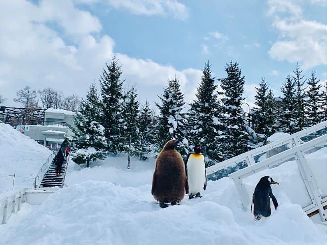札幌出發｜北海道旭山動物園．白鬚瀑布．精靈露台一日遊
