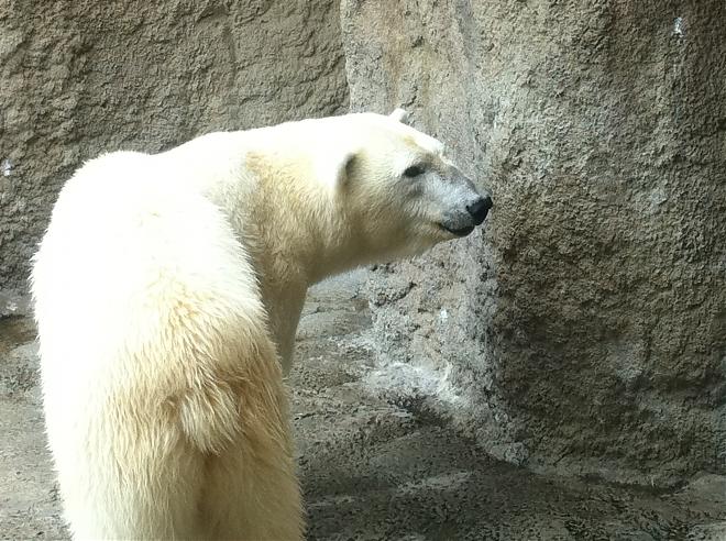 札幌出發｜北海道旭山動物園．白鬚瀑布．精靈露台一日遊