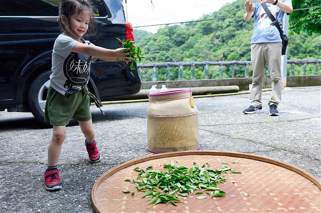 【新北一日農遊】石碇茶旅手創遊