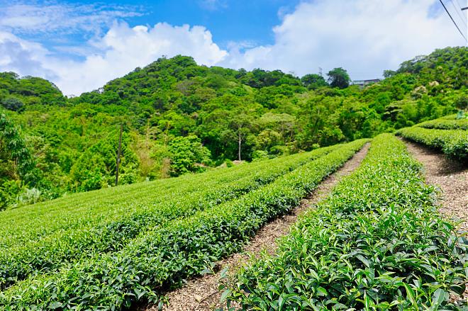 【新北半日農遊】石碇茶旅探索遊