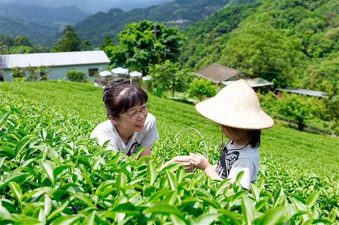 【新北半日農遊】石碇茶旅探索遊