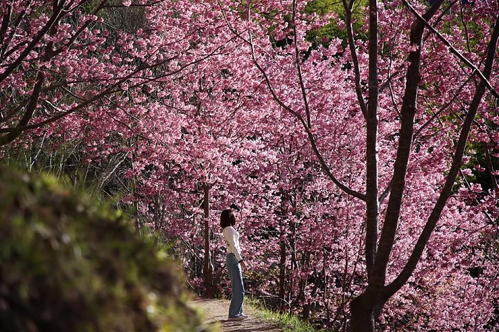 新竹司馬庫斯星空露營團｜野外私廚．山林生活