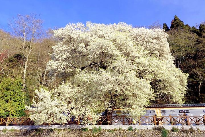雪霸觀霧森態小旅行二日遊｜入住觀霧山莊