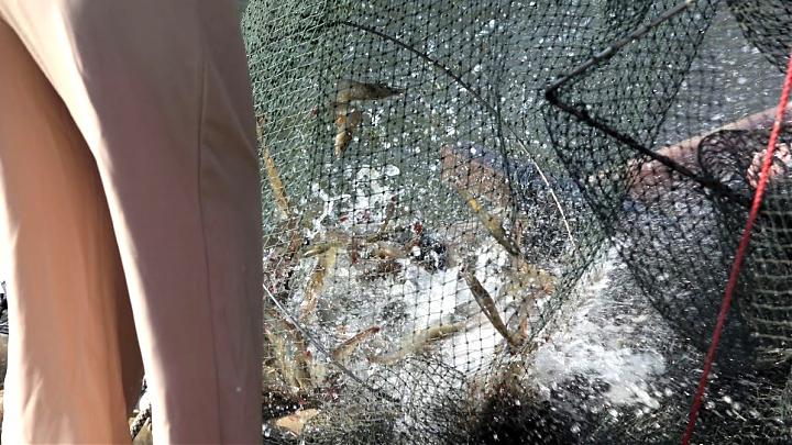 台南七股食魚教育行程｜蝦咪代誌？白蝦養殖＆魚塭餐桌