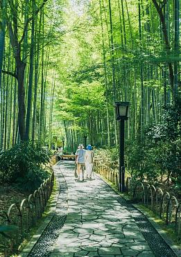 東京出發|伊豆河津櫻早櫻&草莓採摘&修善寺溫泉一日遊
