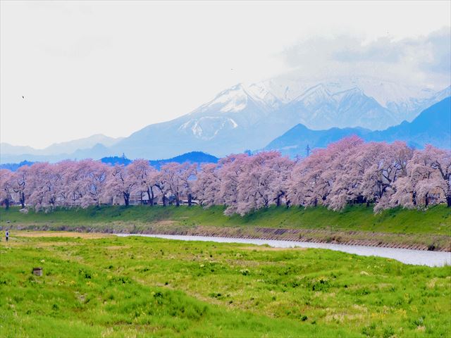 仙台出發|2025宮城藏王雪墻×大河原一目千本櫻一日遊
