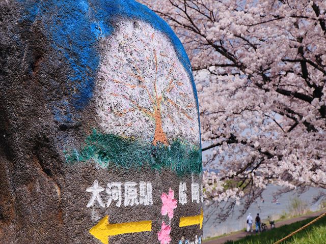仙台出發|2025宮城藏王雪墻×大河原一目千本櫻一日遊