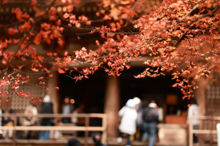 秘境奈良大和五日｜日本之初的時光漫遊